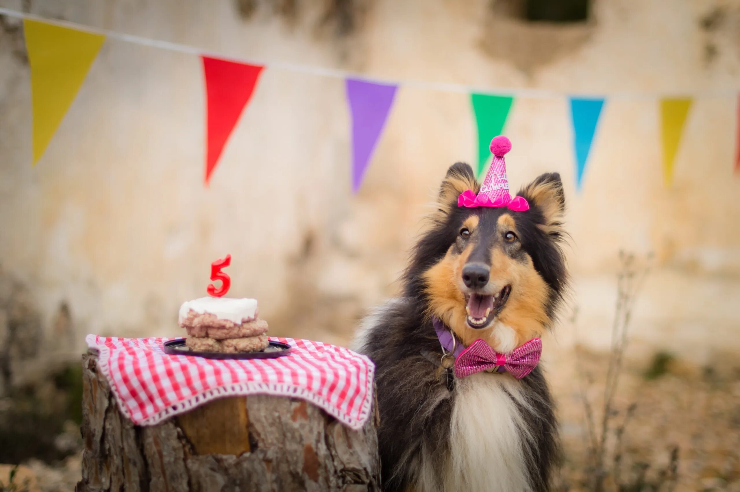 Пес день рождения макса. День рождения собаки. С днём рождения собачки. Собака с праздником. Собачка в праздничном колпаке.