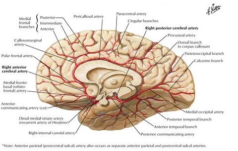 Image result for anterior cerebral artery branches Corpus Callosum, Gross A...