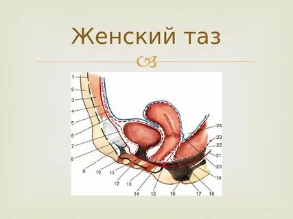 Пространства малого таза