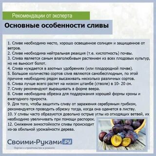 Какие витамины есть в сливе