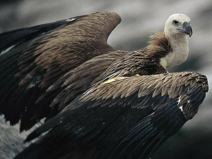 Гриф сип. Белоголовый сип (gyps fulvus). белоголовый орел-стервятник.. кавказский заповедник птицы белоголовый сип. белоголовый гриф кумай.