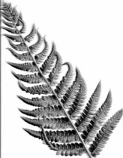 Fern art