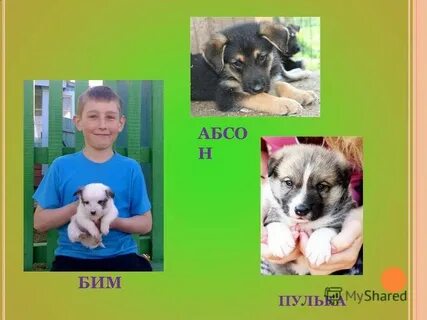 Имена собак 5