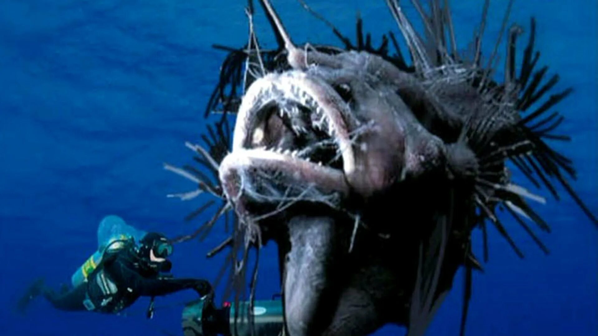 Марианский жёлоб обитатели монстры. Морской черт в Баренцевом море. Морские чудовища рыба удильщик. Существа на дне океанов