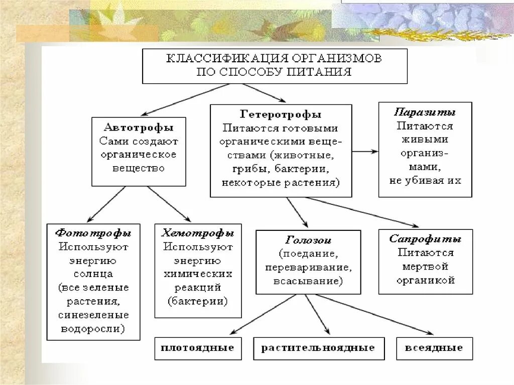 Схема типы питания клеток. Способы питания автотрофы гетеротрофы. Питание клетки таблица 9 класс. Схема питания клетки 10 класс.