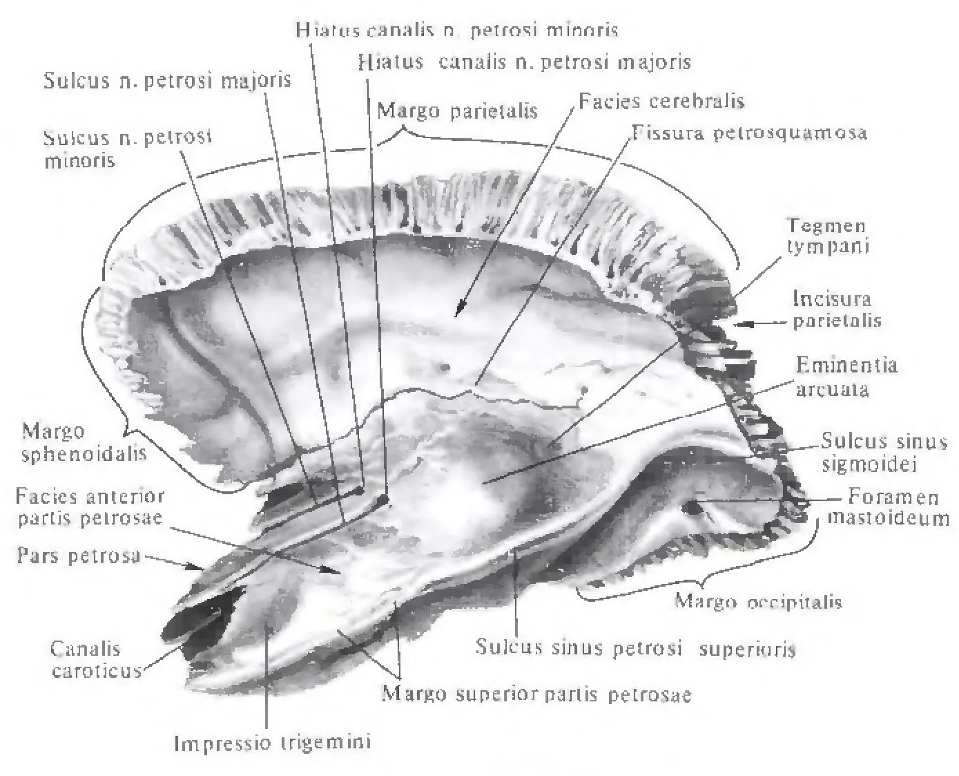 Pars латинский