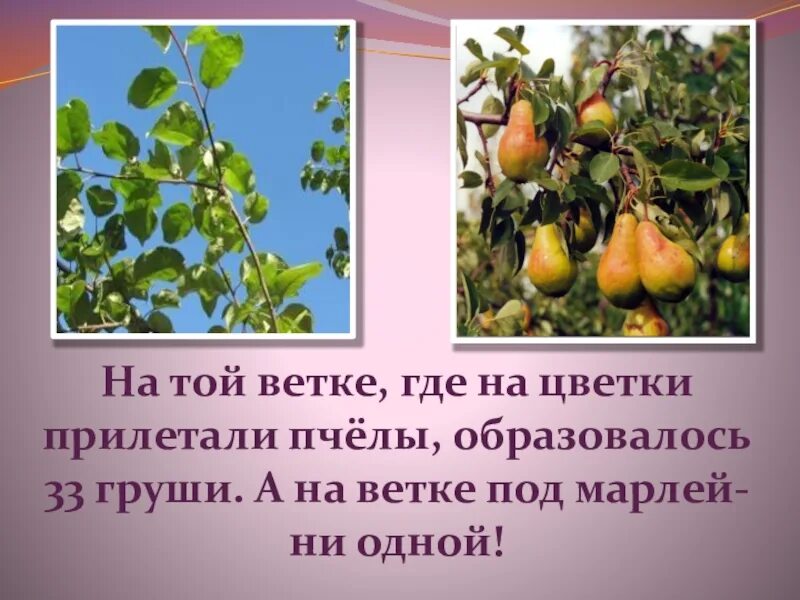 Развитие растений 3 класс. Размножение и развитие растений 3 класс. Размножение и развитие растений 3 класс окружающий мир. Плоды путешественники.