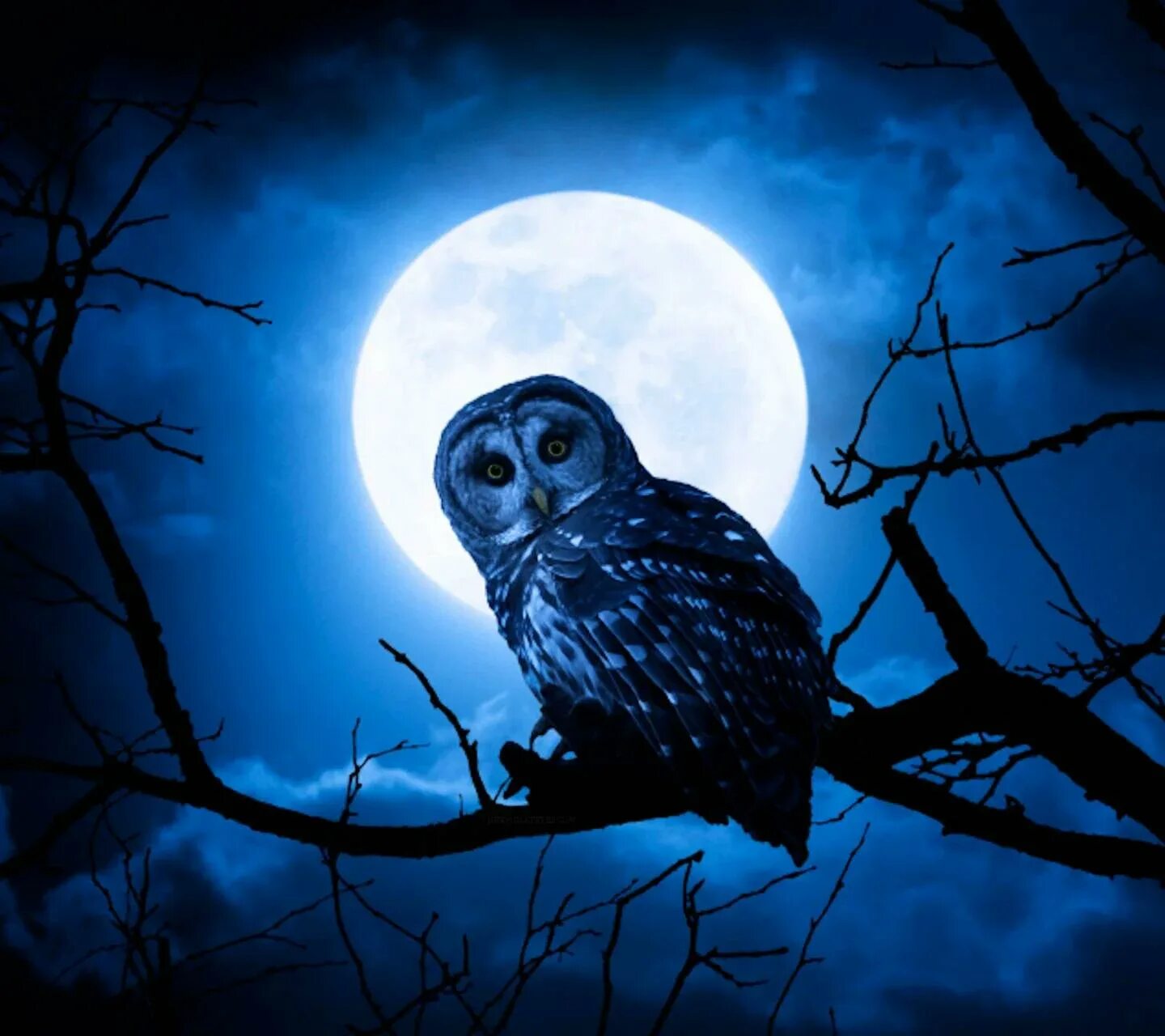 Как пищит сова ночью. Ночная сова.(night owl).1993. ночные птицы. филин ночью. сова.