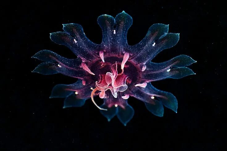 The Alien Beauty Of Jellyfish In Alexander Semenov’s New Photos Deep sea creatur