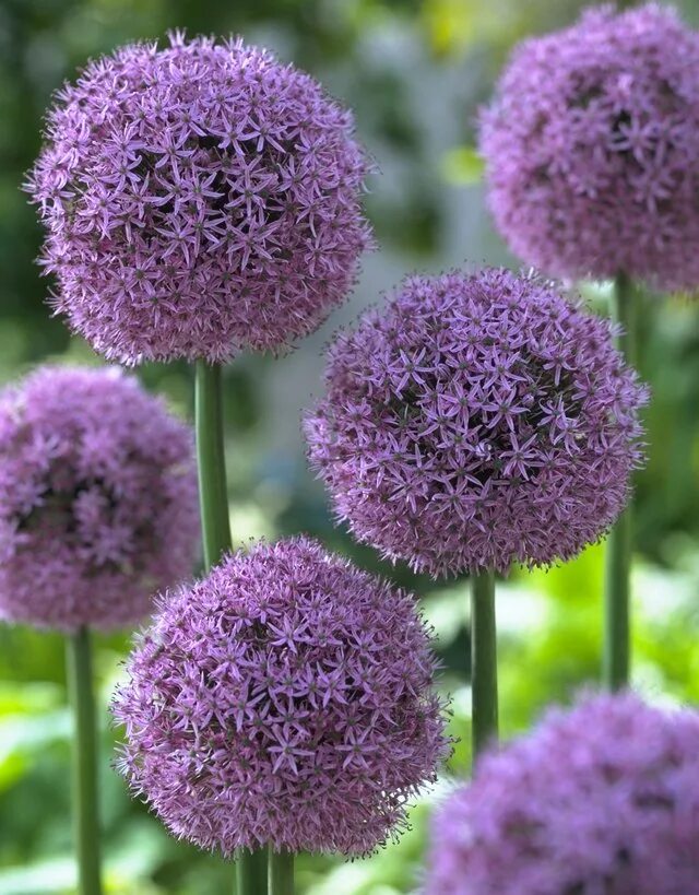 Цветок шар название. Аллиум Гладиатор растение. Аллиум Гладиатор (Allium Gladiator). Лук декоративный аллиум Гладиатор. Аллиум Голиаф.