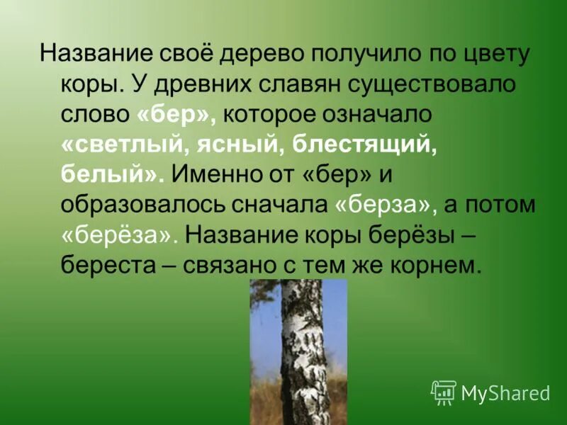 Почему береза так называется. Почему березу назвали березой. Название текста про березу. Береза получила свое имя. Прилагательное к слову береза