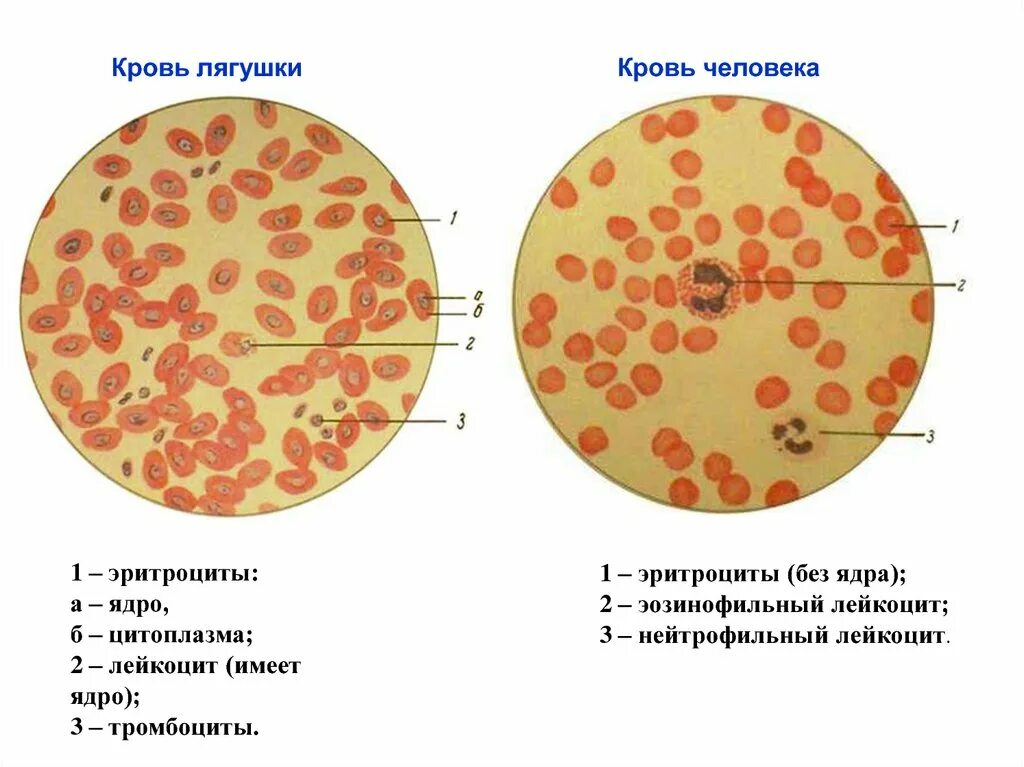Строение эритроцита человека и лягушки рисунок: найдено 89 картинок