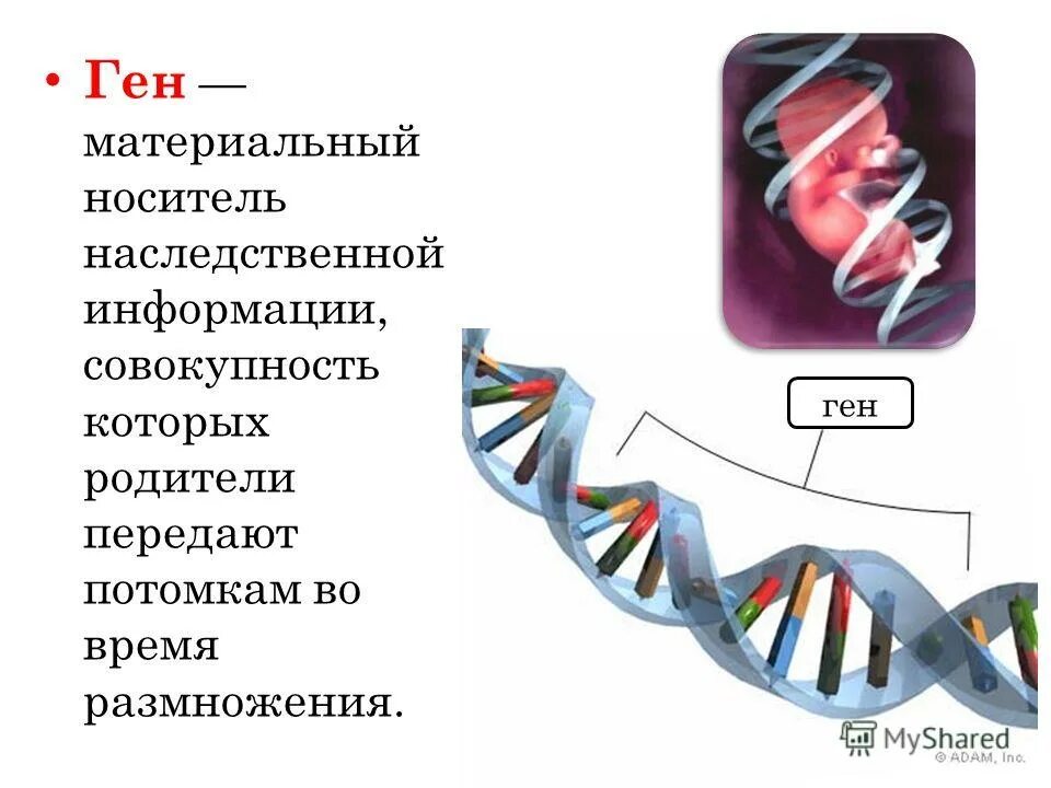 Ген передача наследственной информации. Ген единица наследственной информации. Горизонтальный перенос генов. Наследственная информация в клетке. Ген термин в биологии.
