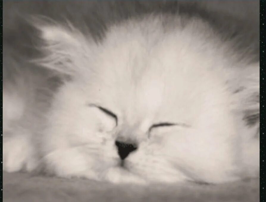 Спящий котик. Спокойной ночи пушистых снов. Спящий рыжий котенок. Добрых сновидений. Сладких пушистых снов.