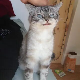 Кошка локки
