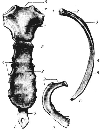 Ребра и Грудина строение. Грудина мечевидный отросток анатомия. Строение грудины и ребер. Ребра и Грудина анатомия.