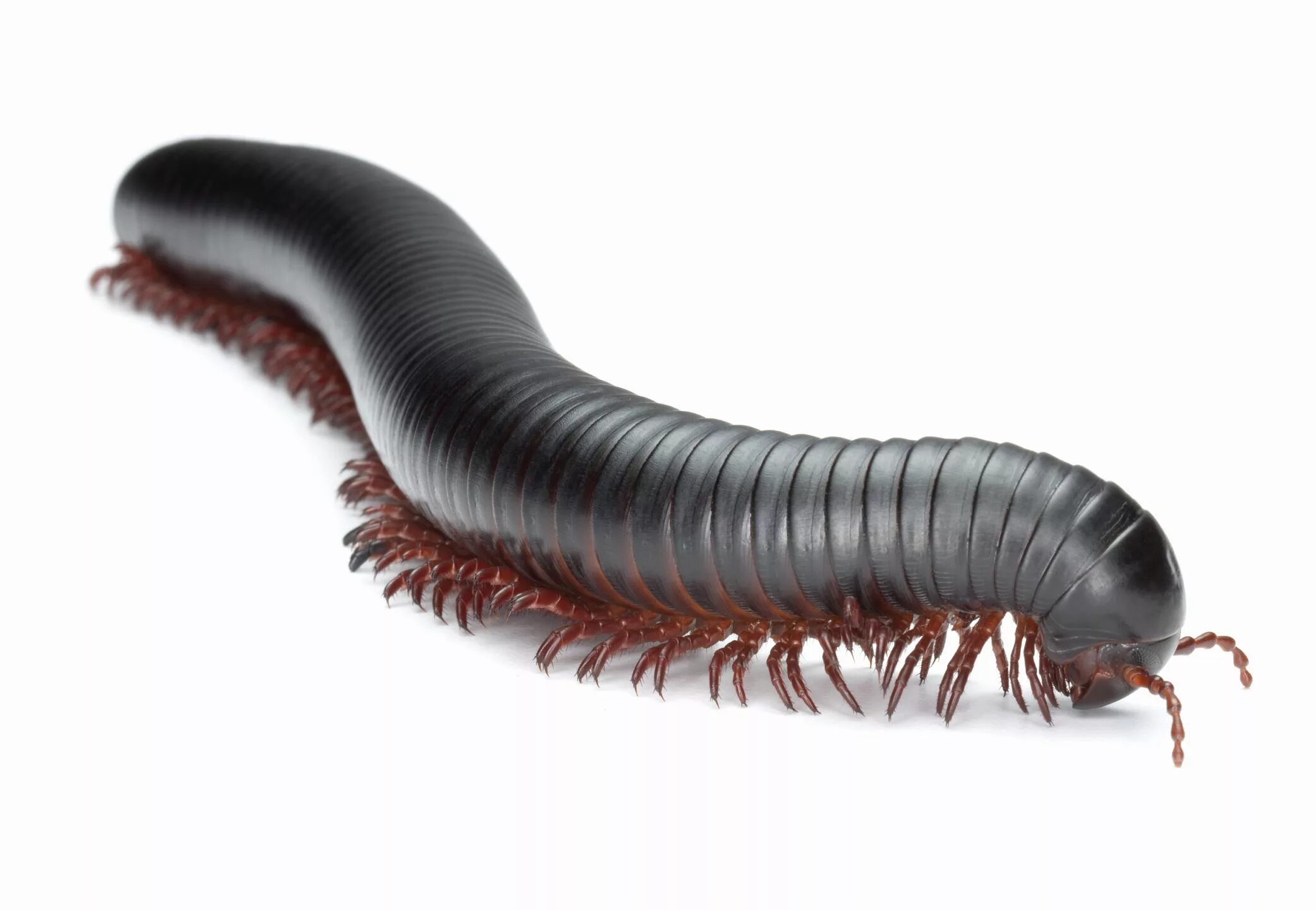 Многоножка кивсяк. Мадагаскарский кивсяк. Многоножка Millipede. Сороконожка кивсяк.