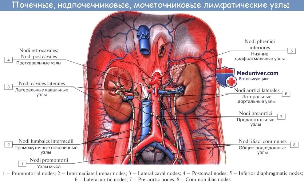 Лимфоузлы надпочечников. Кровоснабжение мочеточника анатомия. Парааортальные лимфоузлы брюшной полости. Лимфатические узлы чревного ствола. Топография лимфатических узлов.