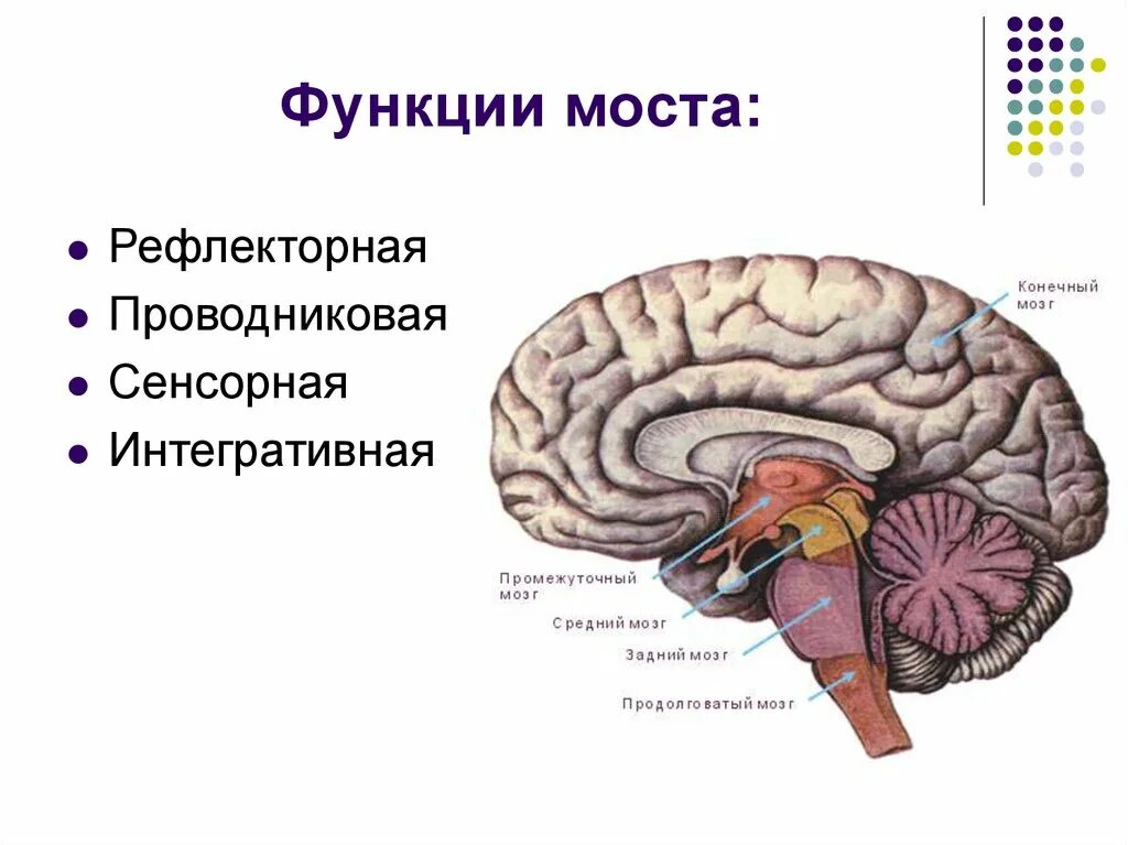 Мост мозга кратко. Мост головного мозга строение и функции. Головной мозг варолиев мост. Сенсорная функция продолговатого мозга. Функции варолиева моста.