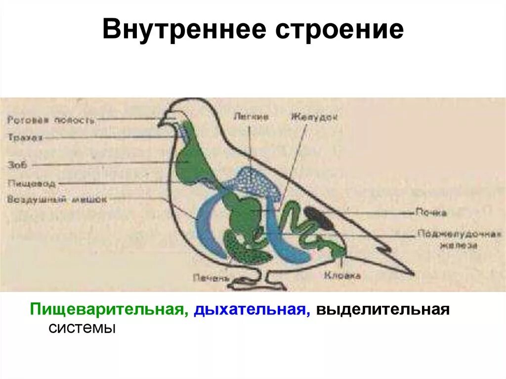Дыхательная система трахея выделительная система клоака. Выделительная система птиц схема. Строение выделительной системы птиц. Класс птицы 7 класс выделительная система. Источник развития эпителия трахеи.
