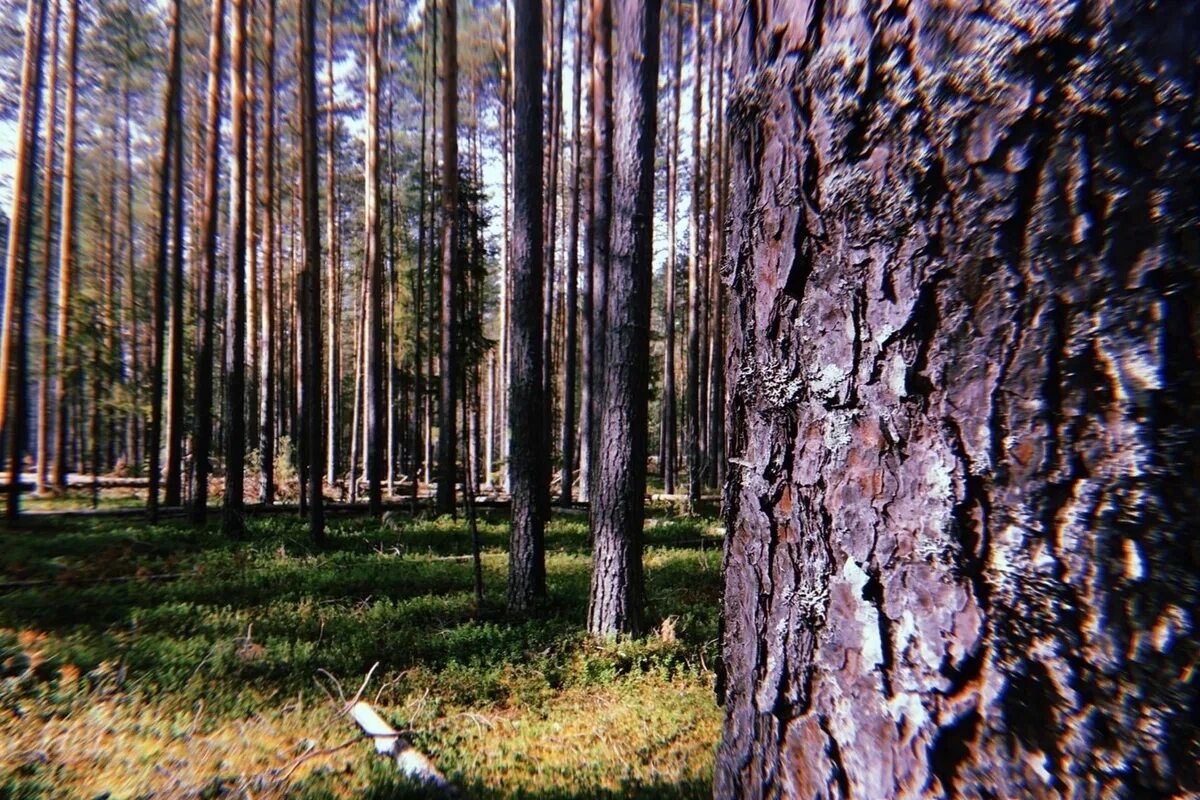 Леса Вологодской области. Вологда лес. ООО Вологодский лес. Русский лес Вологда. Вологодский лес комбинат