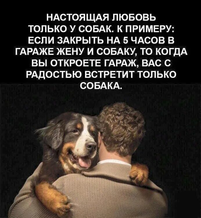 Husband dog wife. Анекдот про жену и собаку в гараже. Смешные фразы про собак. Если закрыть в гараже жену и собаку. Анекдоты про собак.