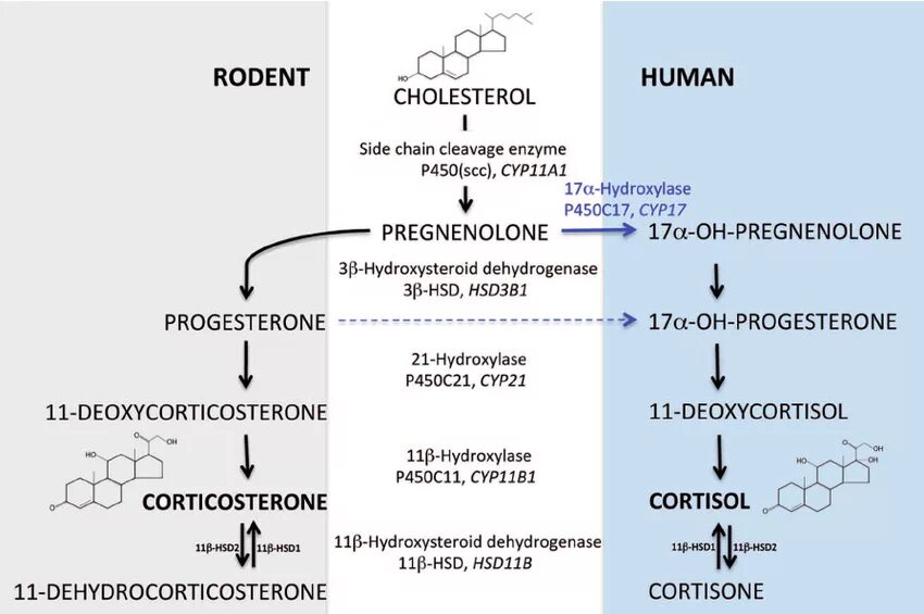 Кортизол креатинин. Cholesterol Synthesis. Синтез кортикостерона. Metabolites in cholesterol Synthesis. Synthesis of gabapentin.