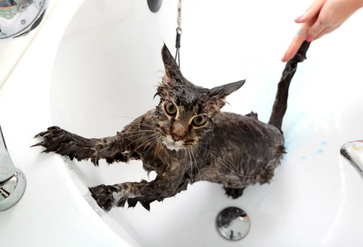 Как мыть кота в ванной. Мокрая кошка. мытье кота. кошка моется. купание кота.