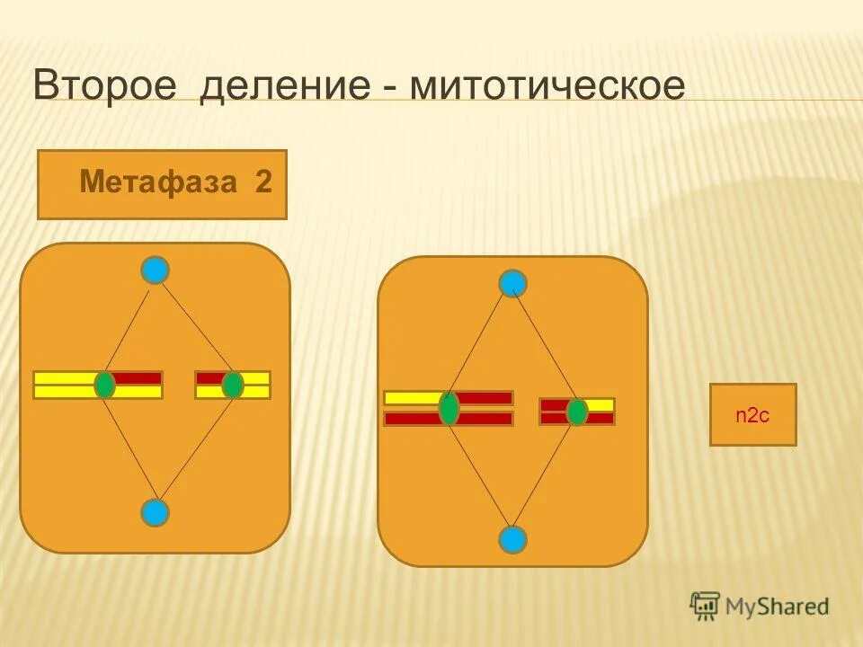 фазы мейоза егэ биология. конъюгация деление мейоза. двух следующих друг за другом деления. двух следующих друг за другом деления. решение задач по математике.