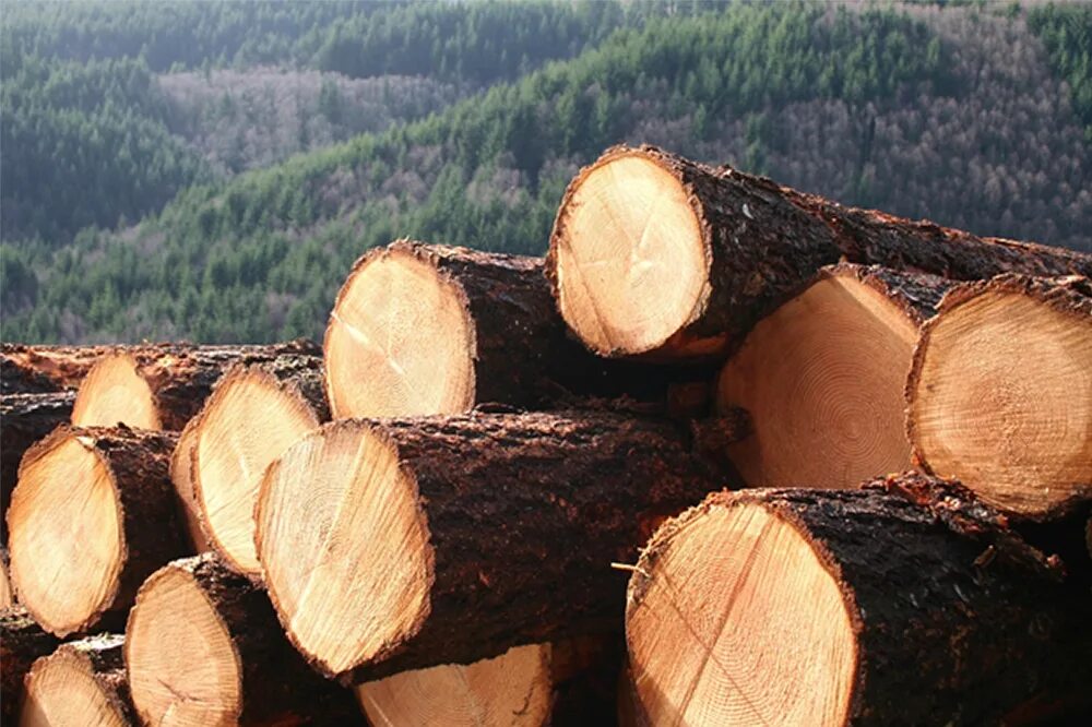 Как использовать древесный