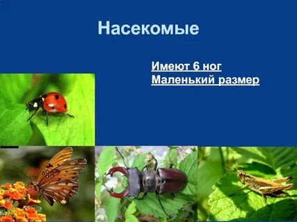 Размеры насекомых
