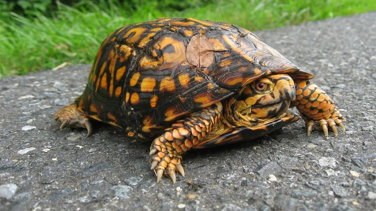 T1 turtle. T1 turtle