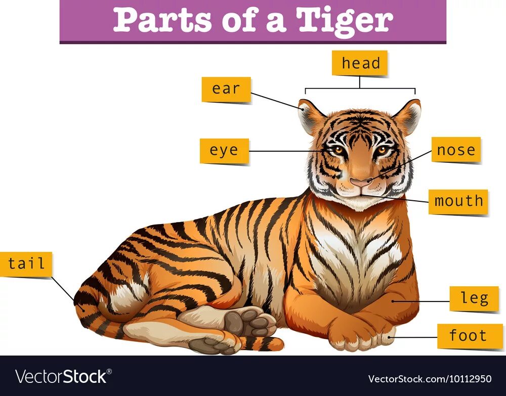 Части тела тигра. Части тела тигра на английском. Части тела тигра для детей. Тигр Размеры.