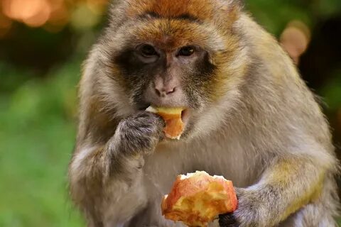 Monkey fruits