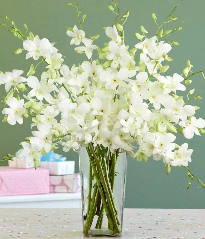 фаленопсис в горшке. орхидея фаленопсис каскад. фаленопсис d12 микс. орхидея фаленопсис каскад. орхидея фаленопсис d9 h30.