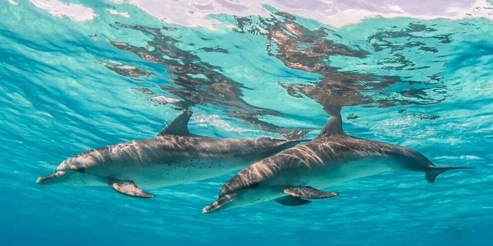 Нападение дельфинов. Дельфины. Человек Дельфин.