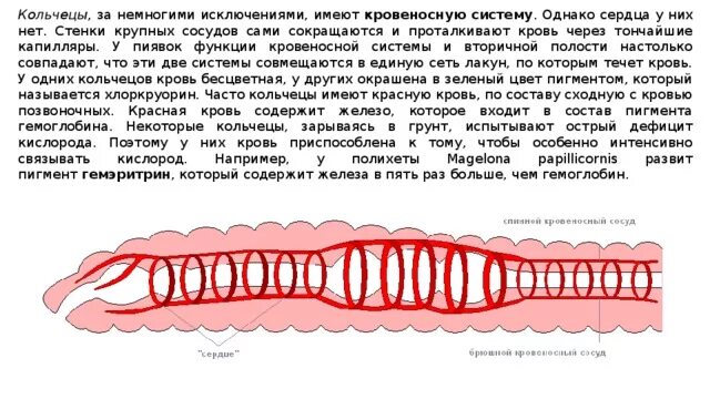 Выделительная система пиявок. Кровеносная система пиявок. Метанефридии пиявки. Внутреннее строение медицинской пиявки. Кровеносная система кольчатых червей.
