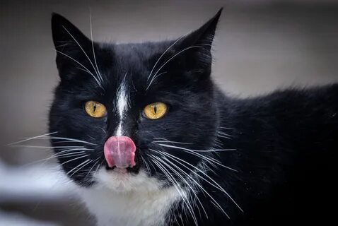 М з кот