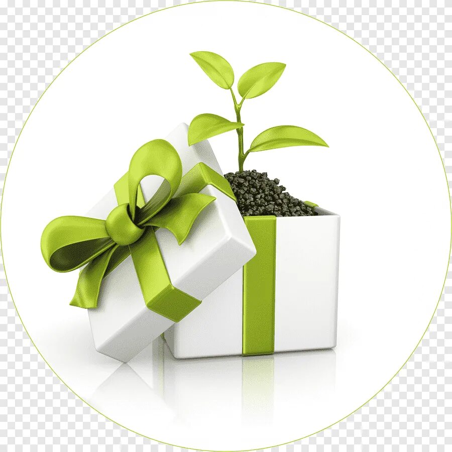 Эко подарки. Подарок зеленый. Подарок на природе. Подарок зеленого цвета.