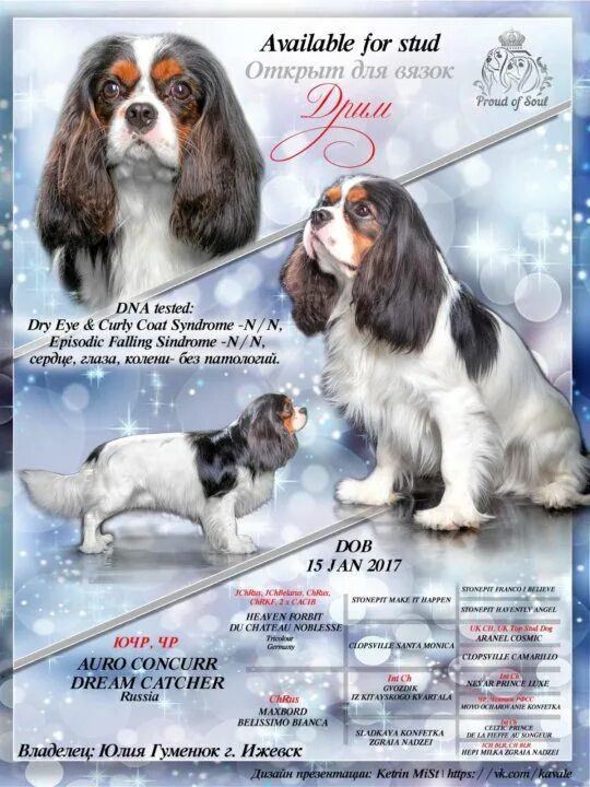 Чарльз кокер спаниель. Кинг чарльз спаниель окрасы. Кинг чарльз спаниель триколор. Кавалеркиных чарльз спаниель триколор. Вязка кавалер спаниелей.