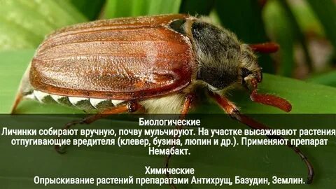К чему снятся жуки женщине