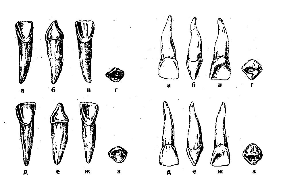 Латеральный резец нижней челюсти анатомия. Латеральный резец верхней челюсти правый. Медиальный резец верхней челюсти. Латеральный резец верхней челюсти анатомия. Форма зубов клыки