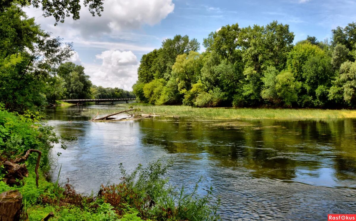 Сайт сейм курск. Река Сейм. Рельеф реки Сейм Курск. Сейм в Курской области.