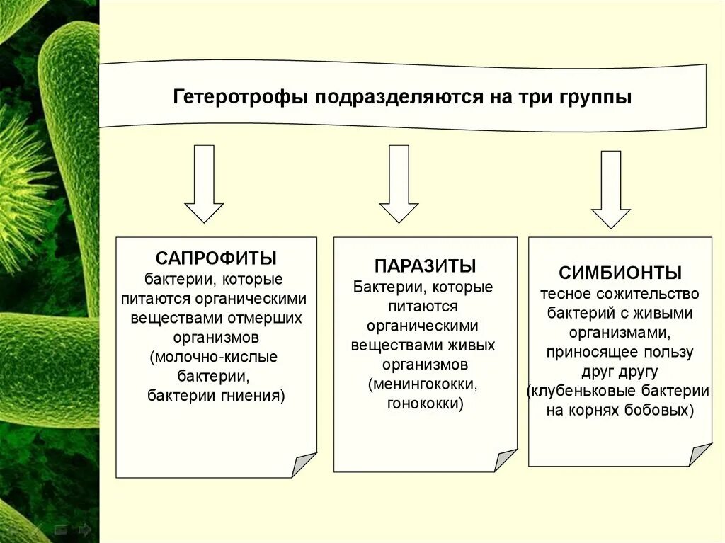 Какие организмы являются гетеротрофами. Гетеротрофы подразделяются на. организмы питающиеся органическими веществами живых организмов. подцарство бактерии. бактерии питающиеся живыми органическими веществами.
