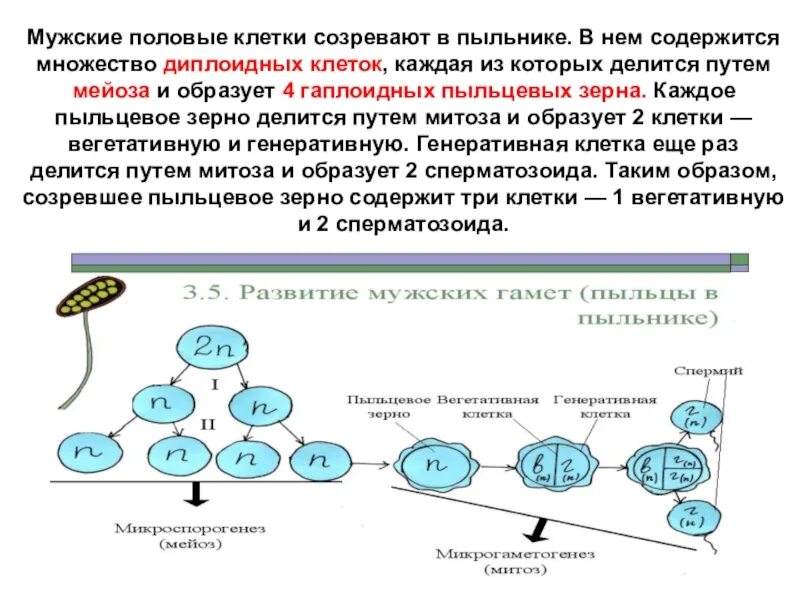 Сколько хромосом в вегетативной клетке