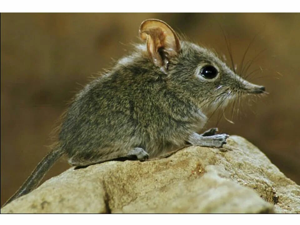 мышь 10 букв. мышевидные грызуны. американская пищуха (млекопитающее). мышь землеройка фото. крыса.