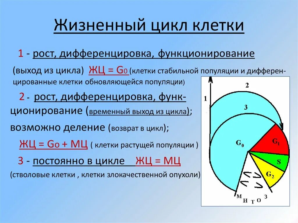Формулы жизненного цикла клеток. Формулы жизненного цикла клеток