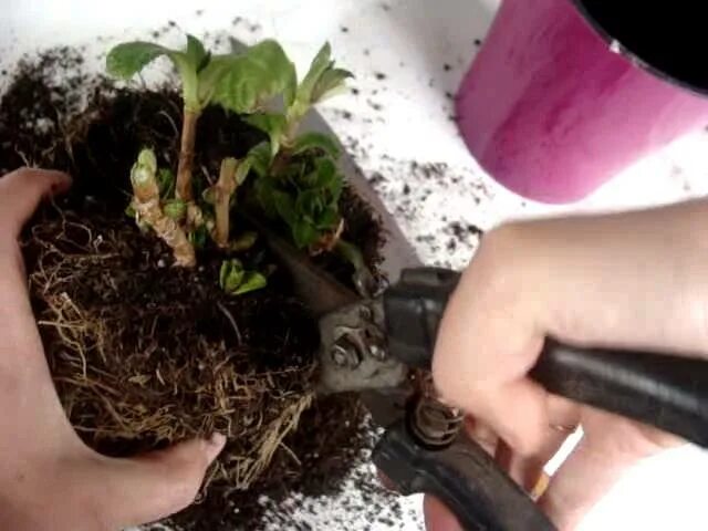 Как реанимировать засохшую гортензию