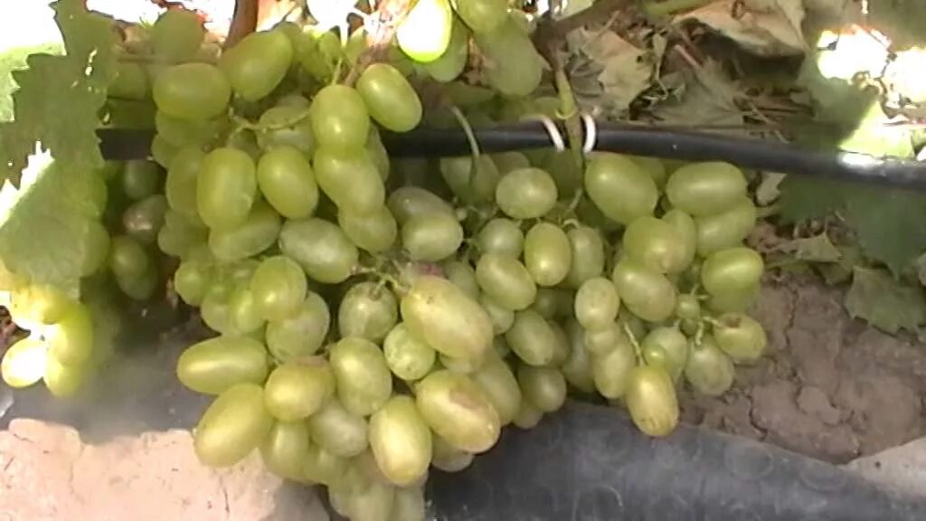 Сорта винограда - vinogradnik.com.kg