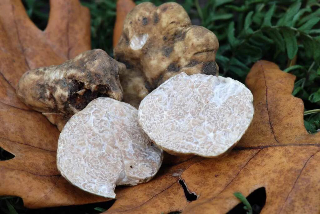 Трюфель (грибы). Элафомицес зернистый, олений трюфель – elaphomyces granulatus. Итальянские трюфели tuber magnatum. Трюфели и белые грибы. Белый тосканский трюфель.